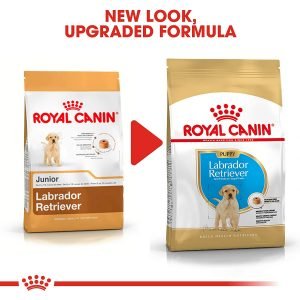 royal canin labrador puppy