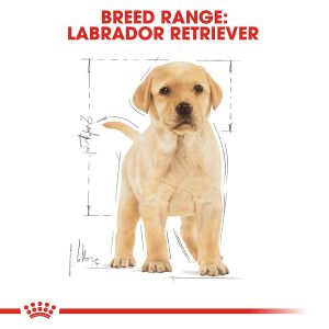 royal canin labrador puppy